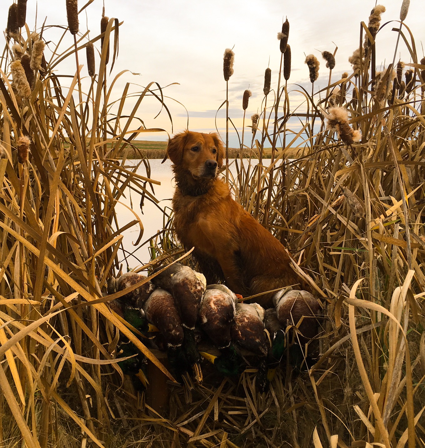 Jim Finn's Golden Retriever 