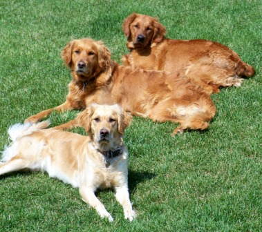 the blair farms golden retrievers