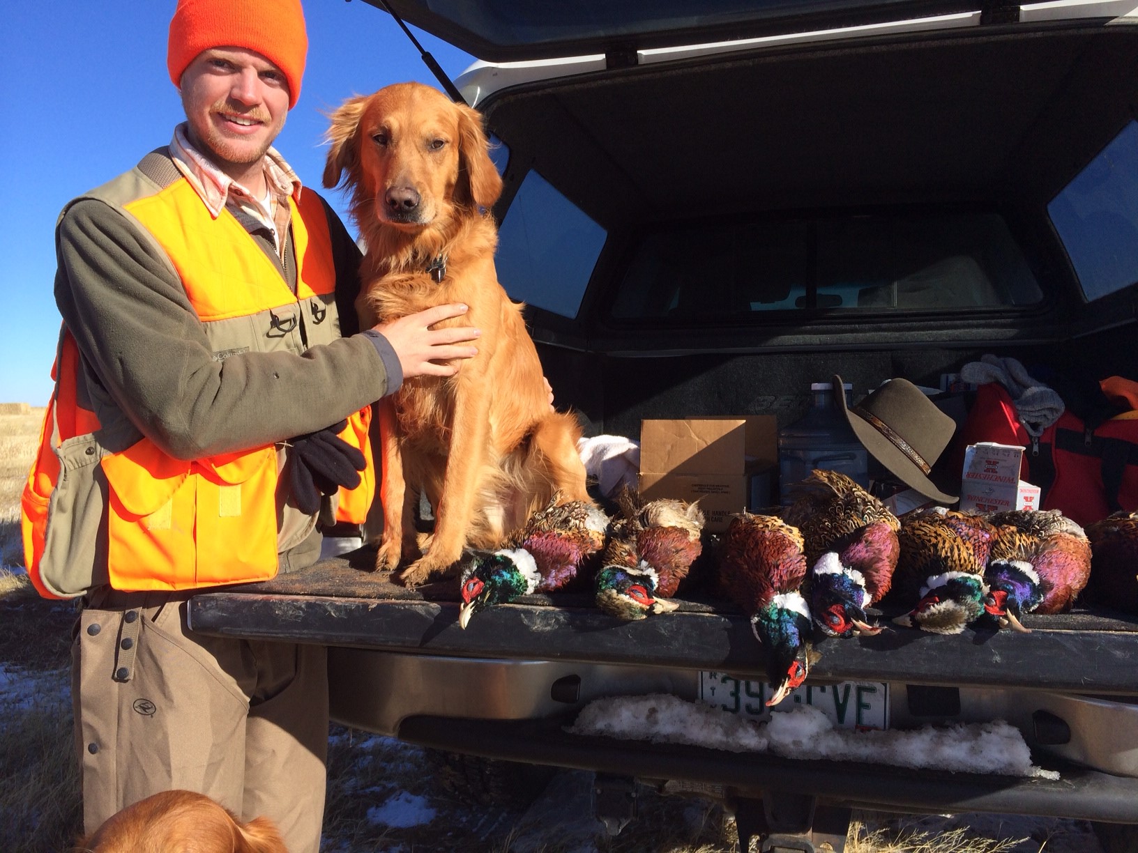 Jim Finn's Golden Retriever 