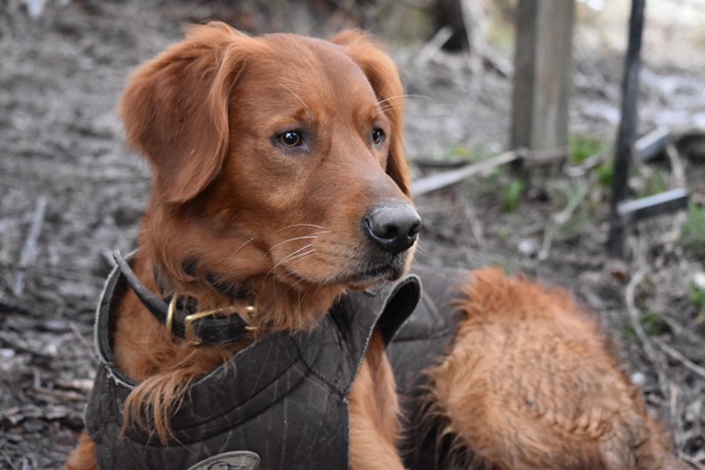 are golden retrievers hunting dogs